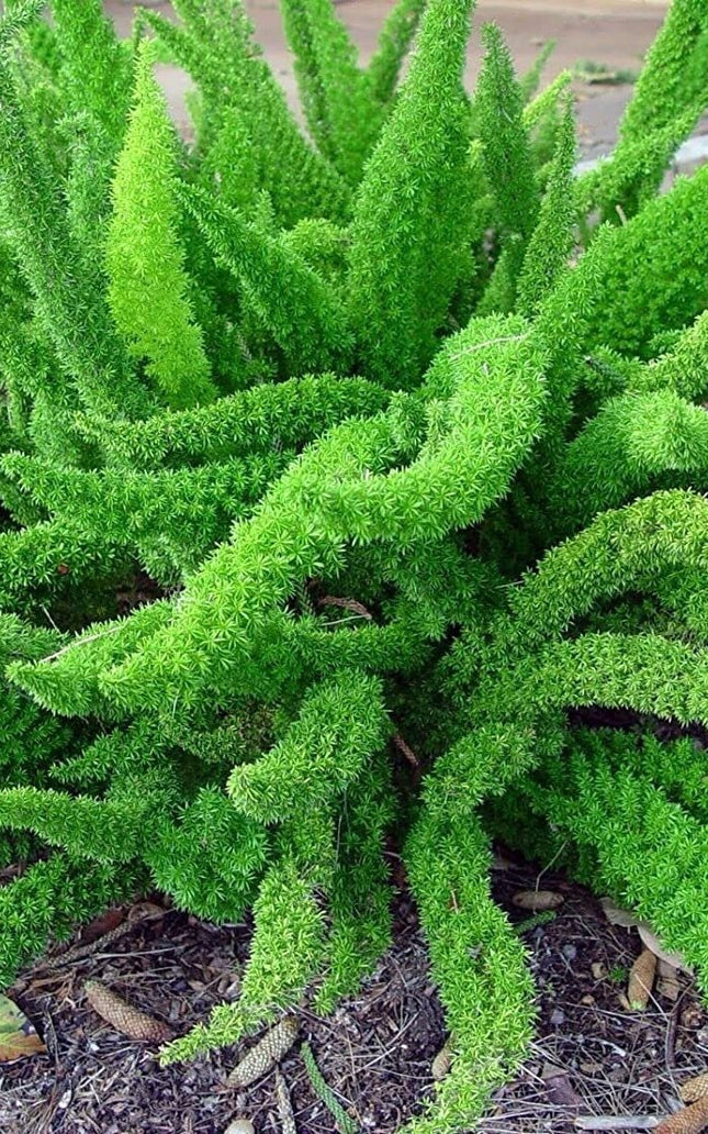 Asparagus Densiflorus Sprengeri - 20 Seeds - Foxtail Fern Seeds