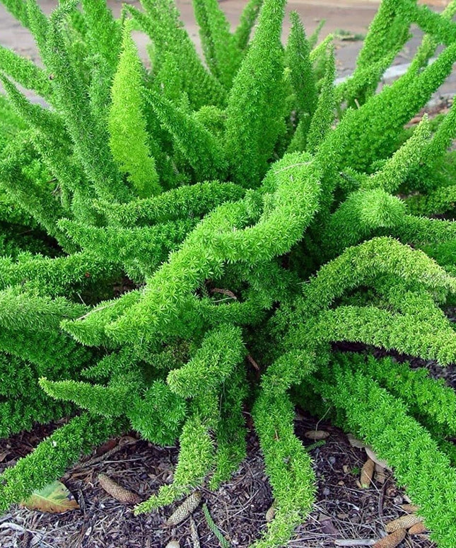 Asparagus Densiflorus Sprengeri - 20 Seeds - Foxtail Fern Seeds