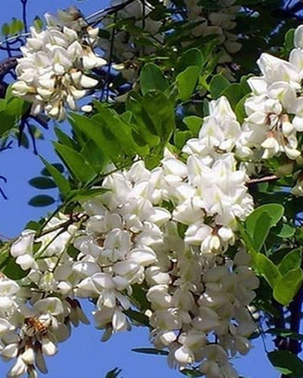 Black Locust False Acacia Tree - 50 Seeds - Robinia Pseudoacacia