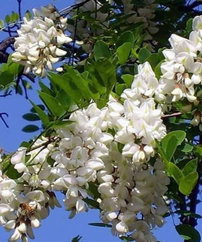 Black Locust False Acacia Tree - 50 Seeds - Robinia Pseudoacacia