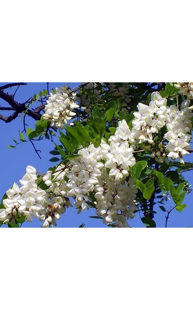 Black Locust False Acacia Tree - 50 Seeds - Robinia Pseudoacacia