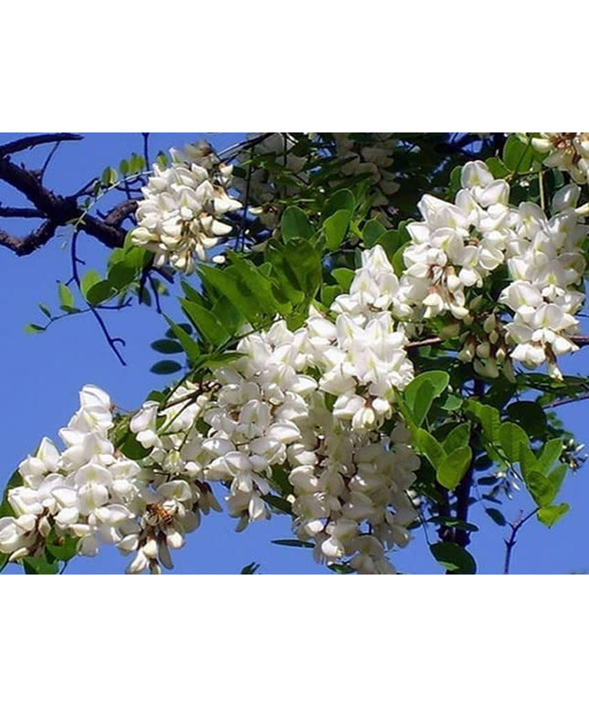 Black Locust False Acacia Tree - 50 Seeds - Robinia Pseudoacacia