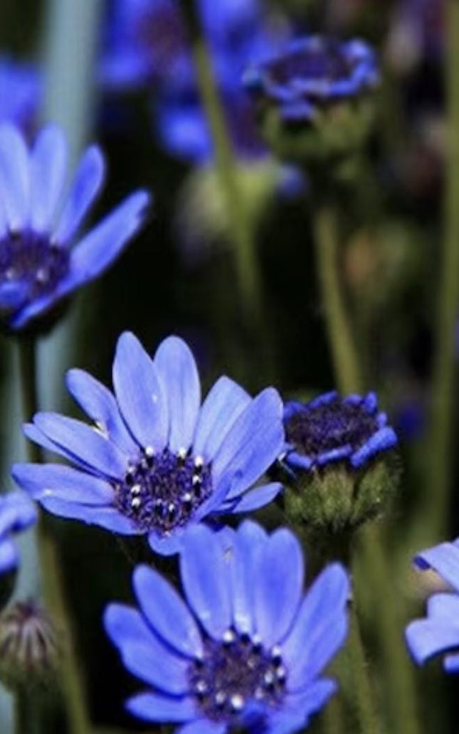 Blue Daisy - 100 Seeds - Colorful Flowers Garden Plants