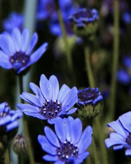Blue Daisy - 100 Seeds - Colorful Flowers Garden Plants