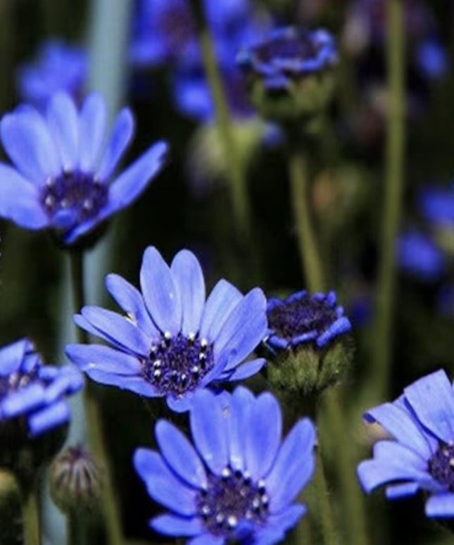 Blue Daisy - 100 Seeds - Colorful Flowers Garden Plants