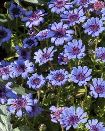 Blue Daisy - 100 Seeds - Colorful Flowers Garden Plants