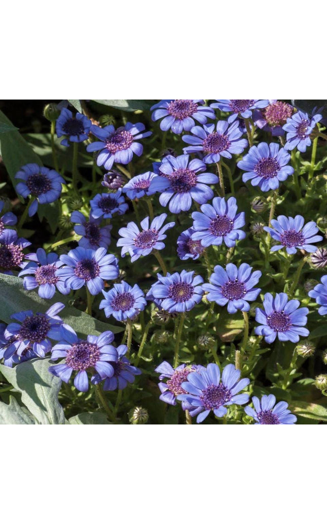Blue Daisy - 100 Seeds - Colorful Flowers Garden Plants