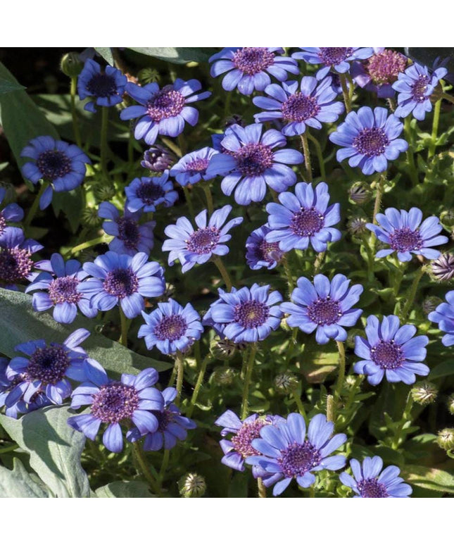 Blue Daisy - 100 Seeds - Colorful Flowers Garden Plants