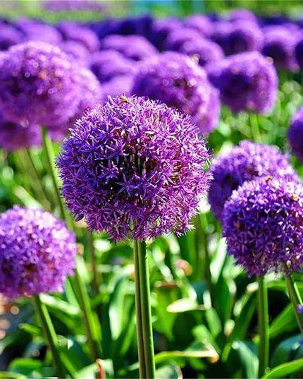 Blue Purple Giant Allium Seeds - Globemaster Allium Giganteum Flower Seeds
