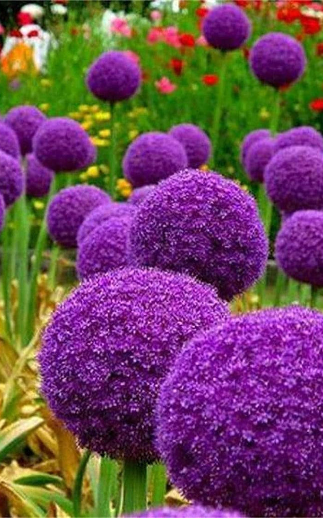 Blue Purple Giant Allium Seeds - Globemaster Allium Giganteum Flower Seeds