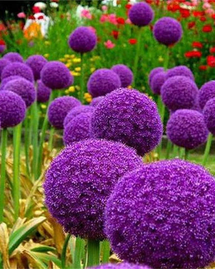 Blue Purple Giant Allium Seeds - Globemaster Allium Giganteum Flower Seeds