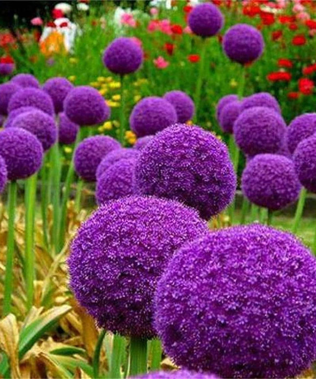 Blue Purple Giant Allium Seeds - Globemaster Allium Giganteum Flower Seeds