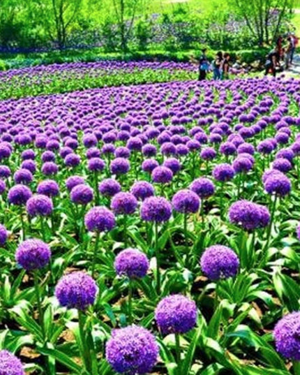 Blue Purple Giant Allium Seeds - Globemaster Allium Giganteum Flower Seeds