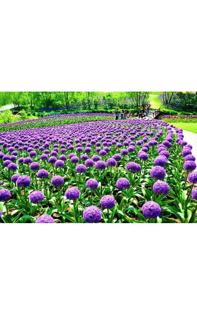 Blue Purple Giant Allium Seeds - Globemaster Allium Giganteum Flower Seeds