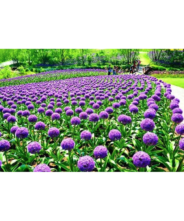 Blue Purple Giant Allium Seeds - Globemaster Allium Giganteum Flower Seeds