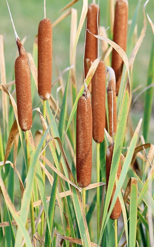 Cattail - 50 Seeds - Typha Latifolia Perennial Fast-Growing Ornamental Landscape Decorate Ponds Bog Garden Outdoor