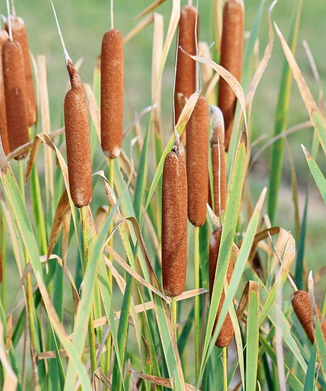Cattail - 50 Seeds - Typha Latifolia Perennial Fast-Growing Ornamental Landscape Decorate Ponds Bog Garden Outdoor