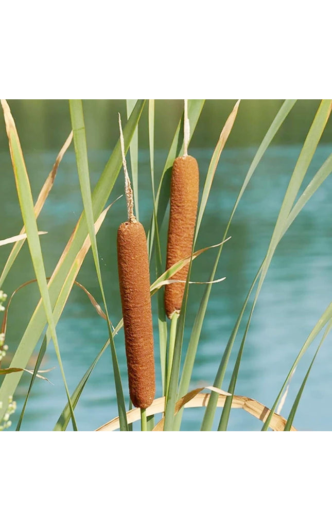 Cattail - 50 Seeds - Typha Latifolia Perennial Fast-Growing Ornamental Landscape Decorate Ponds Bog Garden Outdoor