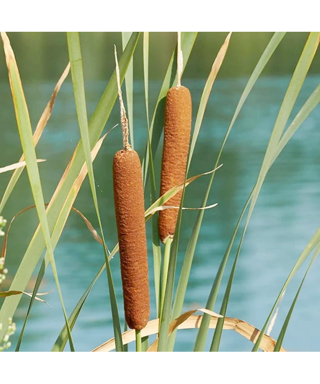 Cattail - 50 Seeds - Typha Latifolia Perennial Fast-Growing Ornamental Landscape Decorate Ponds Bog Garden Outdoor