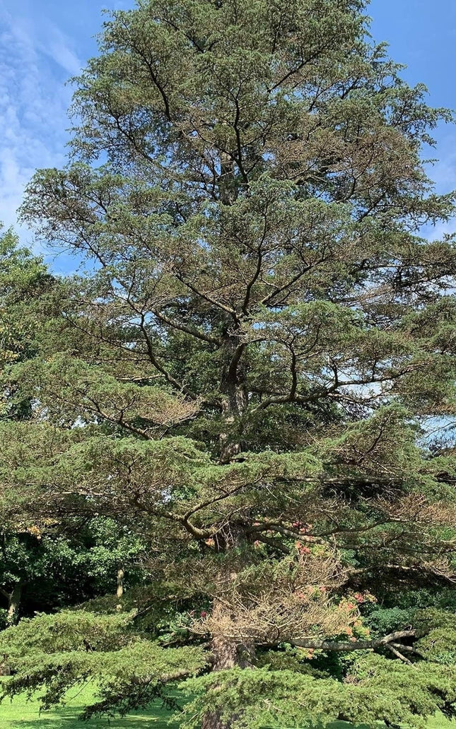 Cedrus Libani - 15 Seeds - Cedar of Lebanon Needled Evergreen Drought Tolerant Landscape Outdoor