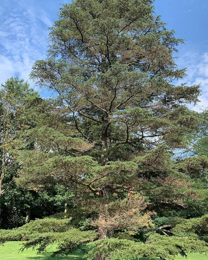 Cedrus Libani - 15 Seeds - Cedar of Lebanon Needled Evergreen Drought Tolerant Landscape Outdoor