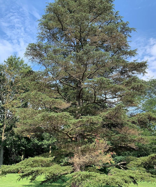 Cedrus Libani - 15 Seeds - Cedar of Lebanon Needled Evergreen Drought Tolerant Landscape Outdoor