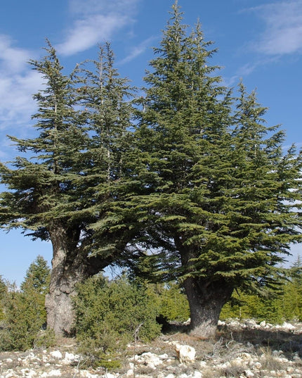 Cedrus Libani - 15 Seeds - Cedar of Lebanon Needled Evergreen Drought Tolerant Landscape Outdoor