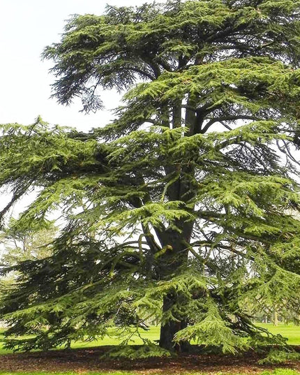 Cedrus Libani - 15 Seeds - Cedar of Lebanon Needled Evergreen Drought Tolerant Landscape Outdoor