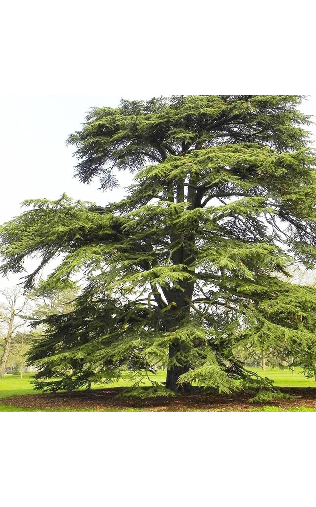 Cedrus Libani - 15 Seeds - Cedar of Lebanon Needled Evergreen Drought Tolerant Landscape Outdoor