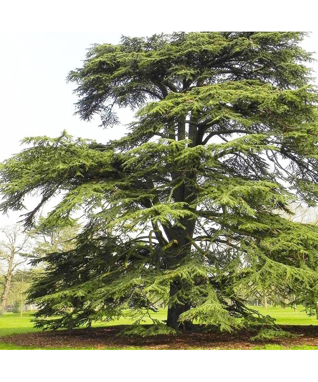 Cedrus Libani - 15 Seeds - Cedar of Lebanon Needled Evergreen Drought Tolerant Landscape Outdoor