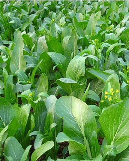 Choy Sum Yu Choy Chinese Flowering Cabbage - 1000 Seeds