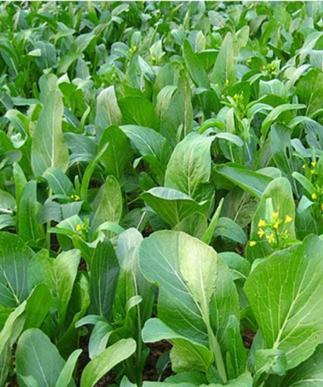 Choy Sum Yu Choy Chinese Flowering Cabbage - 1000 Seeds