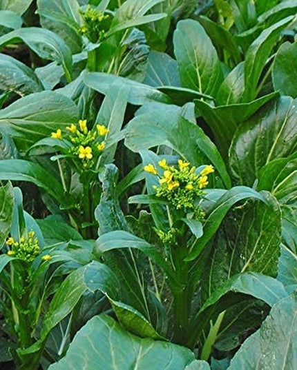 Choy Sum Yu Choy Chinese Flowering Cabbage - 1000 Seeds