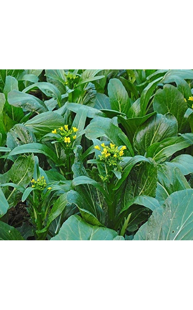 Choy Sum Yu Choy Chinese Flowering Cabbage - 1000 Seeds