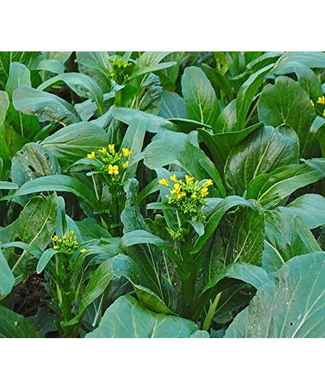 Choy Sum Yu Choy Chinese Flowering Cabbage - 1000 Seeds
