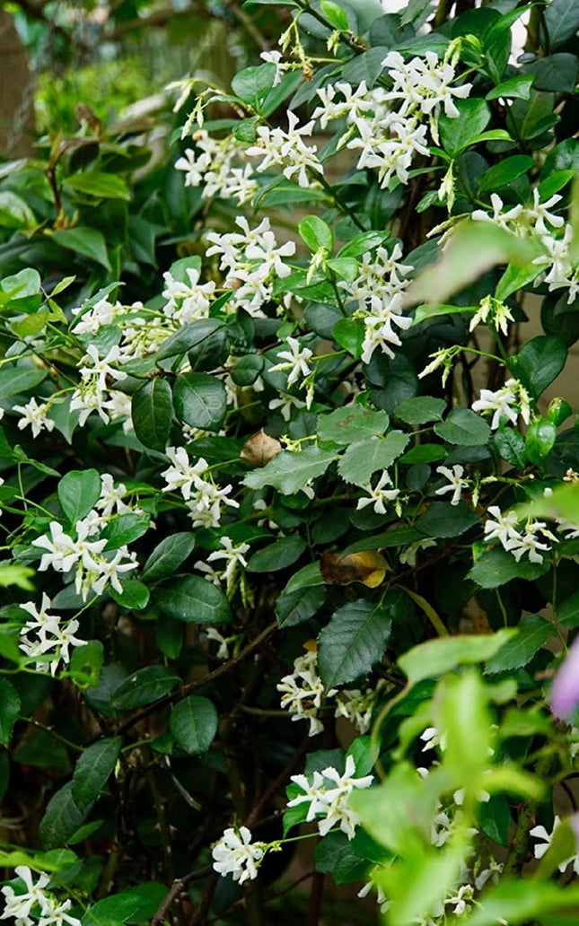 Climbing Jasmine Flower Seeds - Fragrant Plant Four Seasons Evergreen Silver Jasmine Non-Gmo