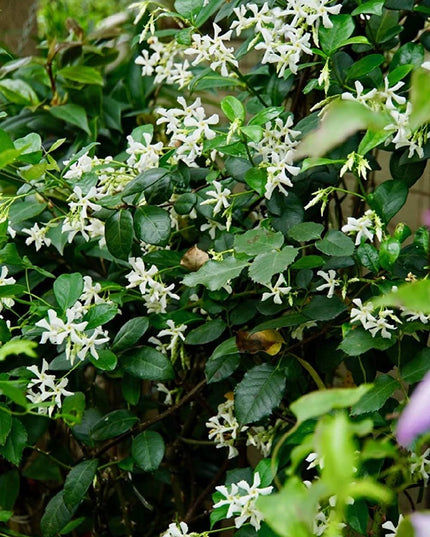 Climbing Jasmine Flower Seeds - Fragrant Plant Four Seasons Evergreen Silver Jasmine Non-Gmo