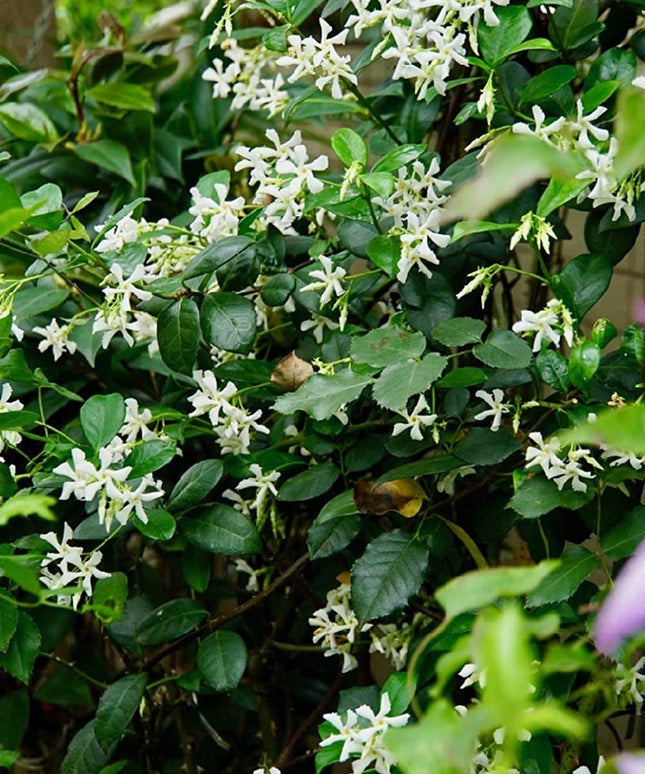 Climbing Jasmine Flower Seeds - Fragrant Plant Four Seasons Evergreen Silver Jasmine Non-Gmo