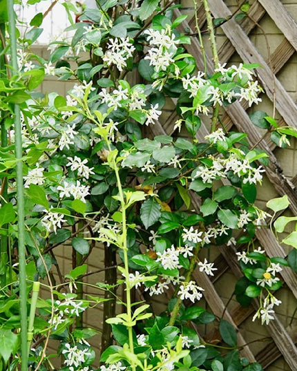 Climbing Jasmine Flower Seeds - Fragrant Plant Four Seasons Evergreen Silver Jasmine Non-Gmo