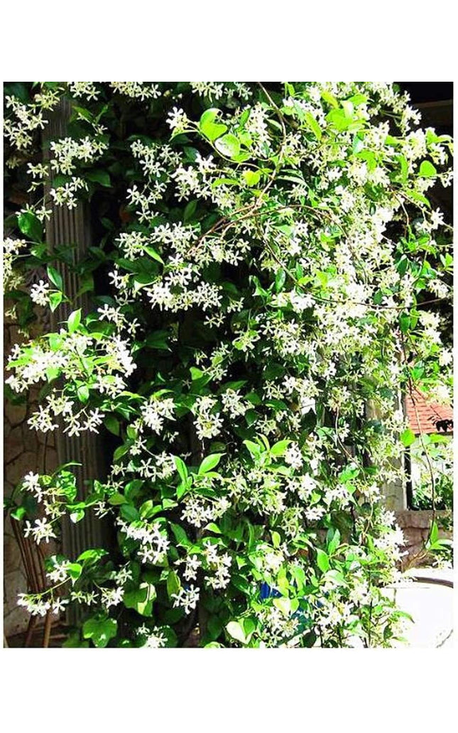 Climbing Jasmine Flower Seeds - Fragrant Plant Four Seasons Evergreen Silver Jasmine Non-Gmo