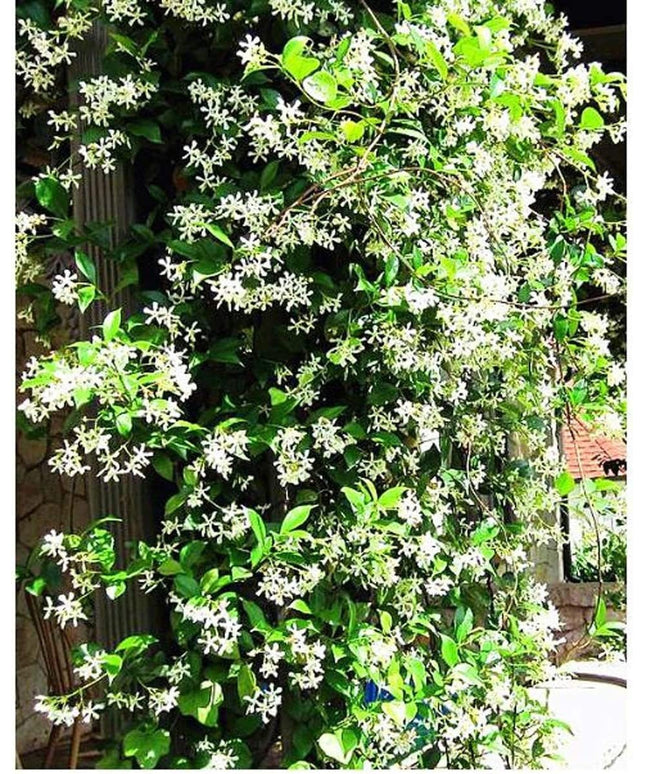 Climbing Jasmine Flower Seeds - Fragrant Plant Four Seasons Evergreen Silver Jasmine Non-Gmo