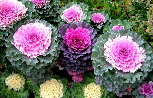 Colorful Japanese Ornamental Cabbage Osaka Mix Decorative - 50 Seeds - Flowering Kale Mix