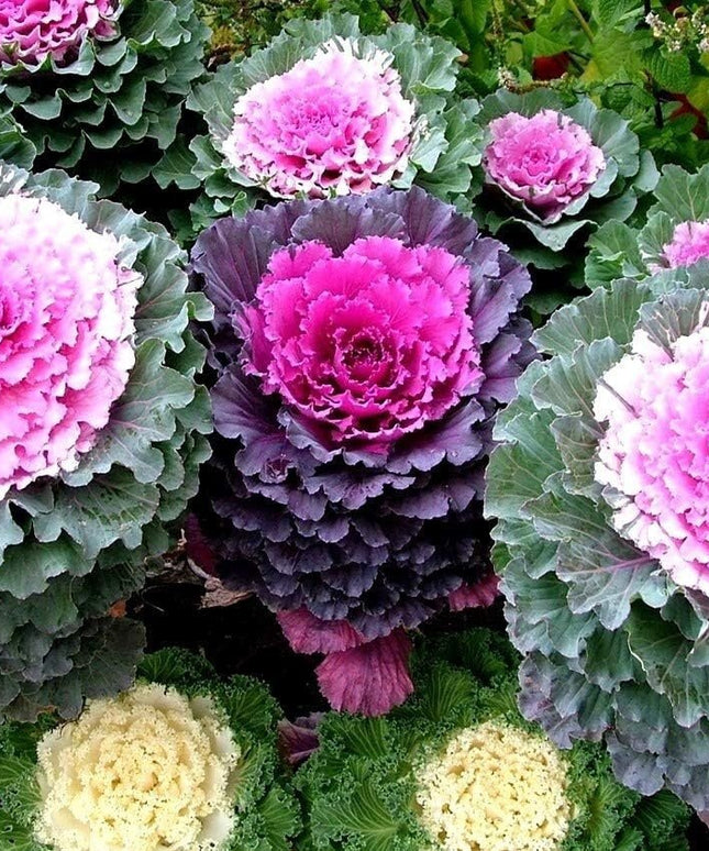 Colorful Japanese Ornamental Cabbage Osaka Mix Decorative - 50 Seeds - Flowering Kale Mix