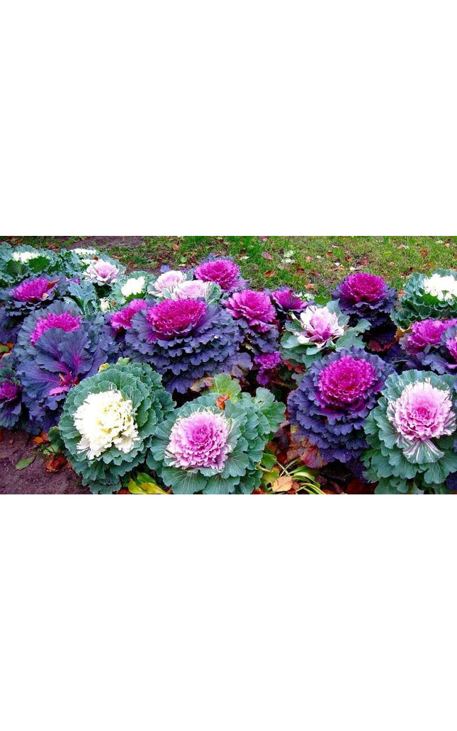 Colorful Japanese Ornamental Cabbage Osaka Mix Decorative - 50 Seeds - Flowering Kale Mix