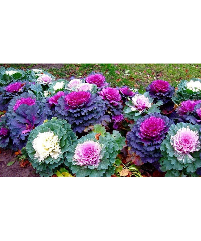 Colorful Japanese Ornamental Cabbage Osaka Mix Decorative - 50 Seeds - Flowering Kale Mix
