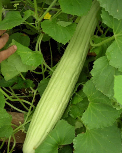 Cucumber Armenian Long - 10 Seeds - 70 Day Harvest Vegetable Heirloom Non GMO