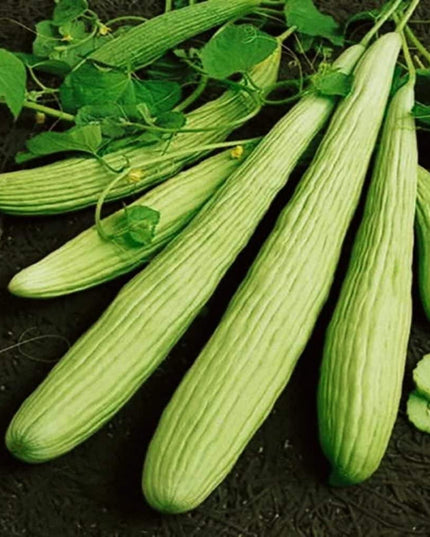 Cucumber Armenian Long - 10 Seeds - 70 Day Harvest Vegetable Heirloom Non GMO