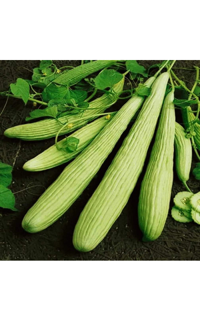 Cucumber Armenian Long - 10 Seeds - 70 Day Harvest Vegetable Heirloom Non GMO