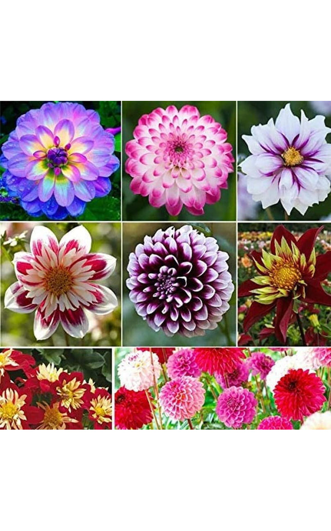 Dahlia Pompon Flower - 100 Seeds - Variabilis Rare Beautiful Annual Outdoor