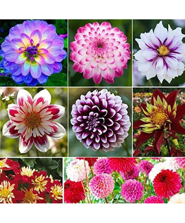 Dahlia Pompon Flower - 100 Seeds - Variabilis Rare Beautiful Annual Outdoor